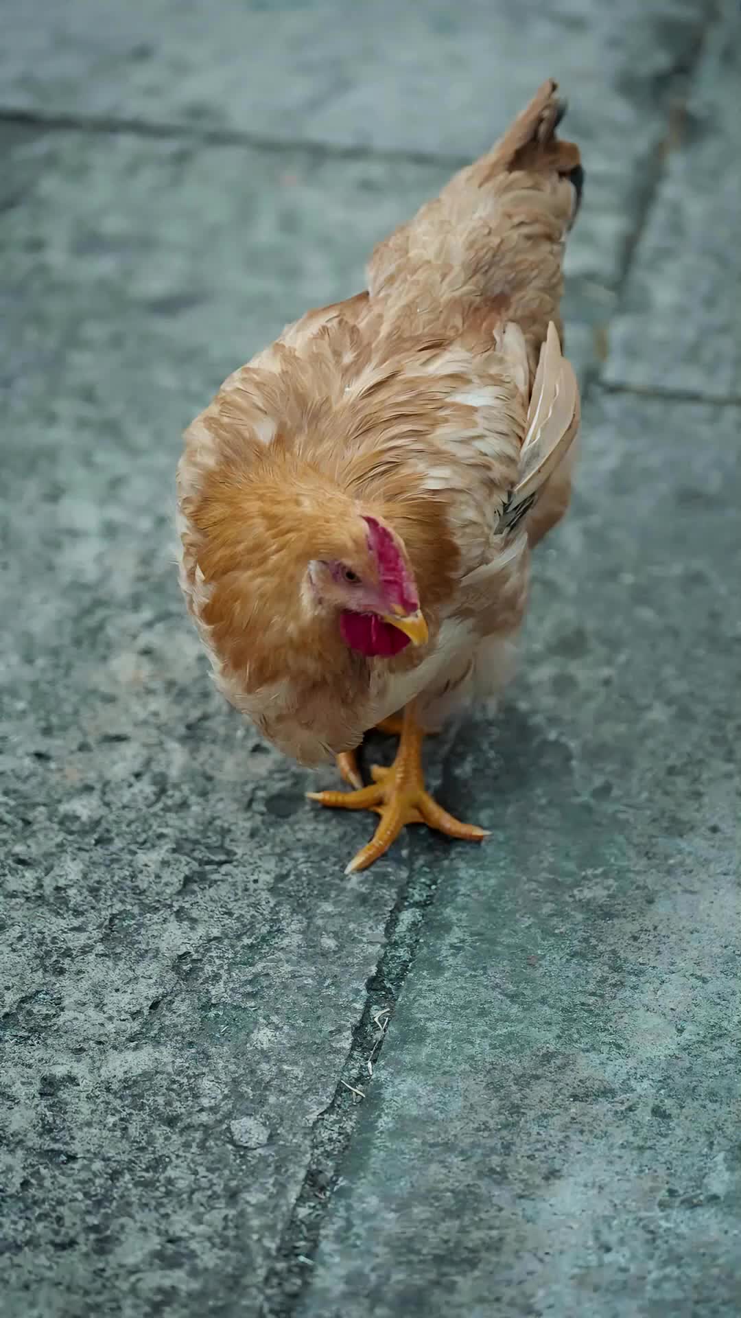 Folge 43 - Rückkehr der Unsterblichen